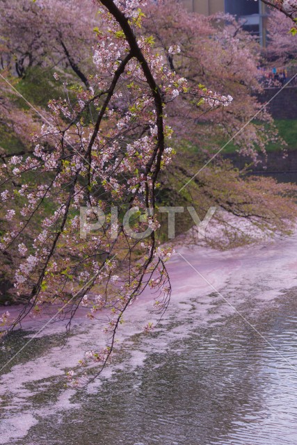 写真のタイトルが入ります