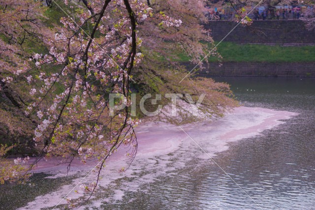 写真のタイトルが入ります