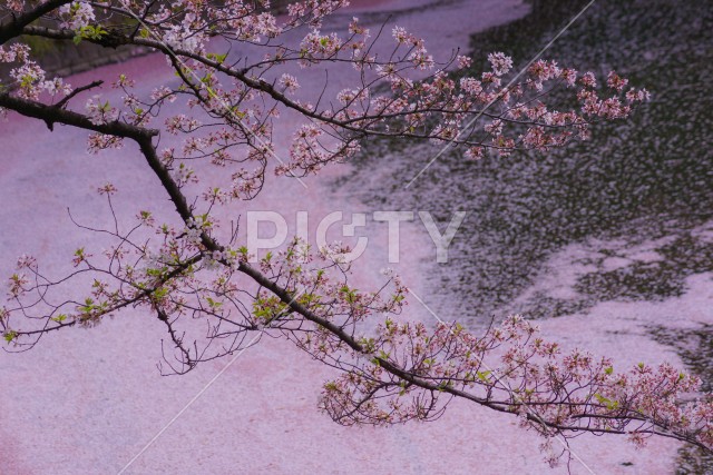 写真のタイトルが入ります