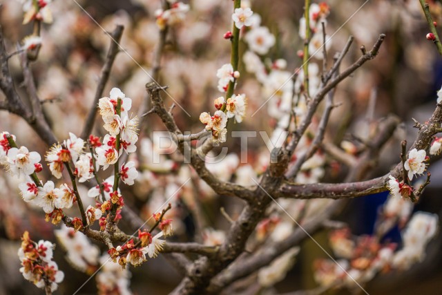 写真のタイトルが入ります