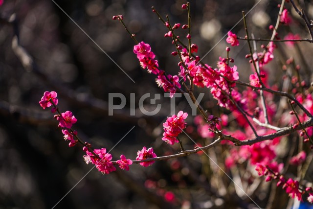 写真のタイトルが入ります