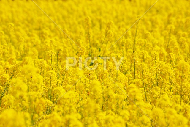 写真のタイトルが入ります