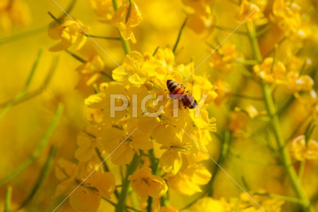 写真のタイトルが入ります