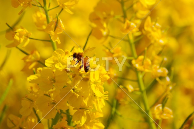 菜の花とミツバチ