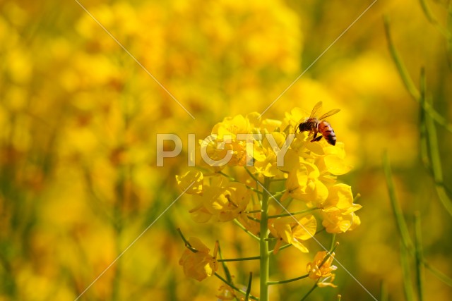写真のタイトルが入ります