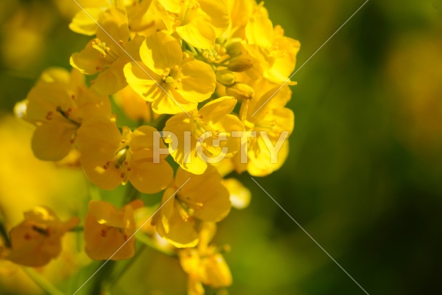 写真のタイトルが入ります