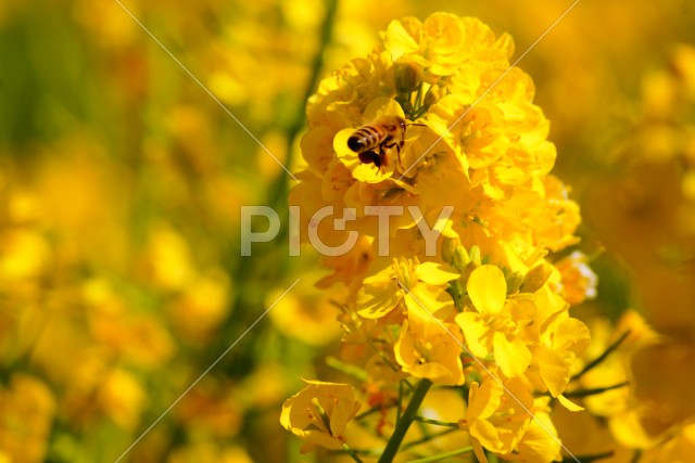 菜の花とミツバチ