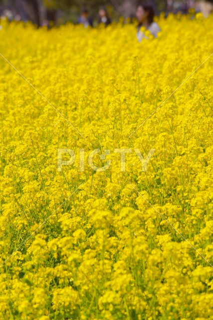 写真のタイトルが入ります