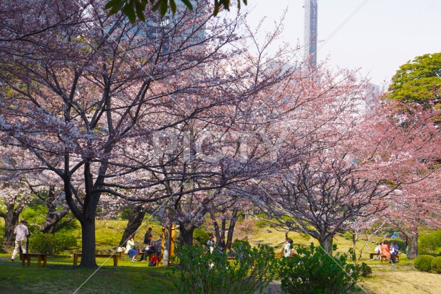 写真のタイトルが入ります