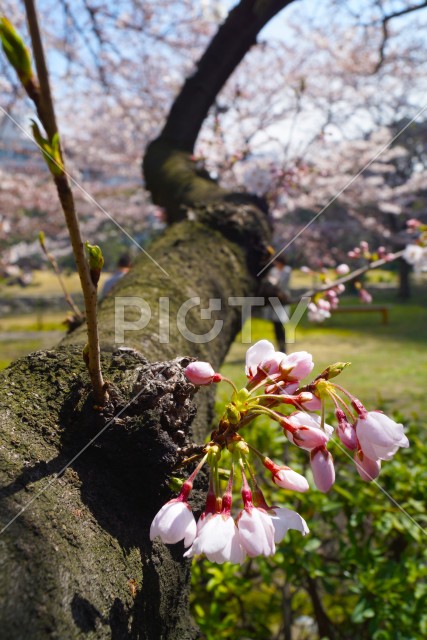 写真のタイトルが入ります