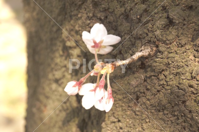 桜のイメージ