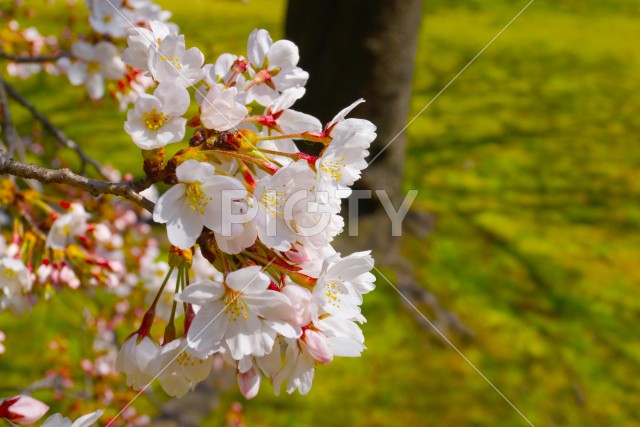 写真のタイトルが入ります