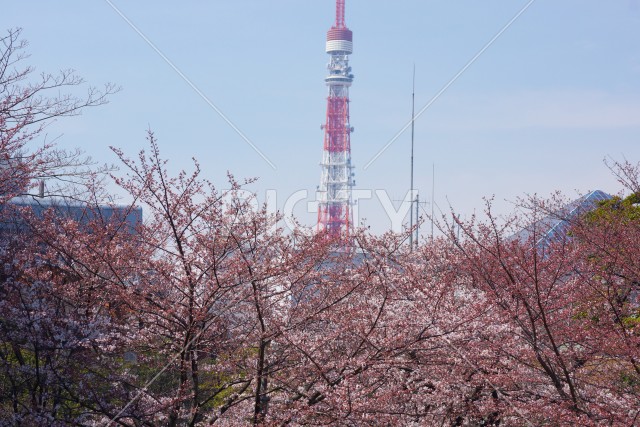 桜と東京タワー