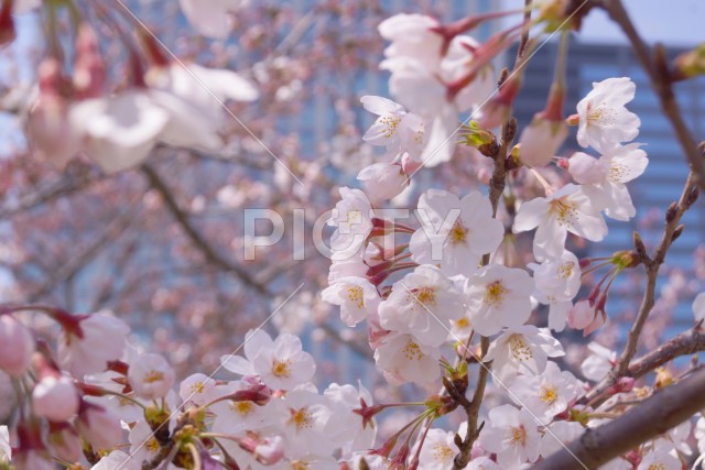 写真のタイトルが入ります