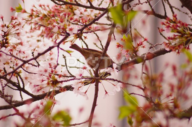 桜と鳥