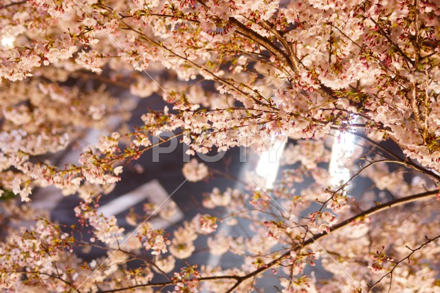 写真のタイトルが入ります