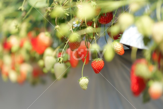 写真のタイトルが入ります