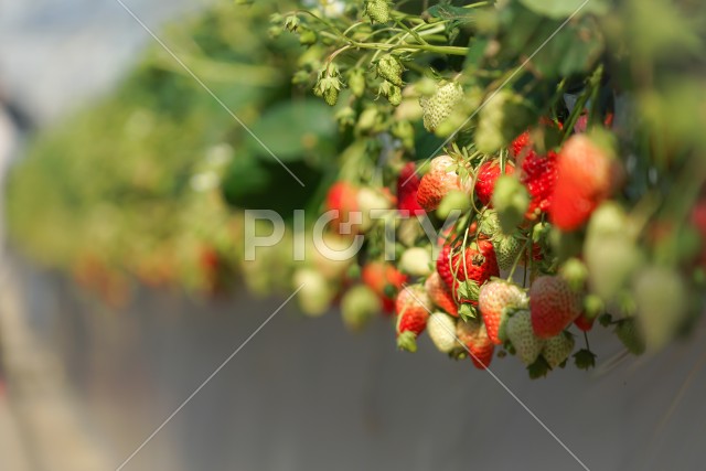写真のタイトルが入ります
