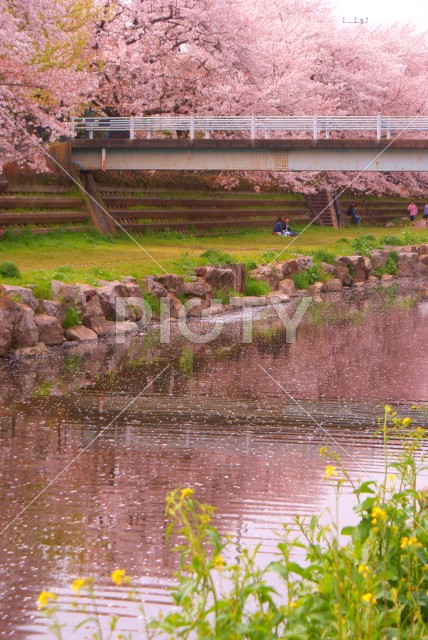 写真のタイトルが入ります