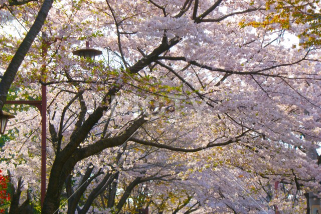 日本庭園の桜イメージ