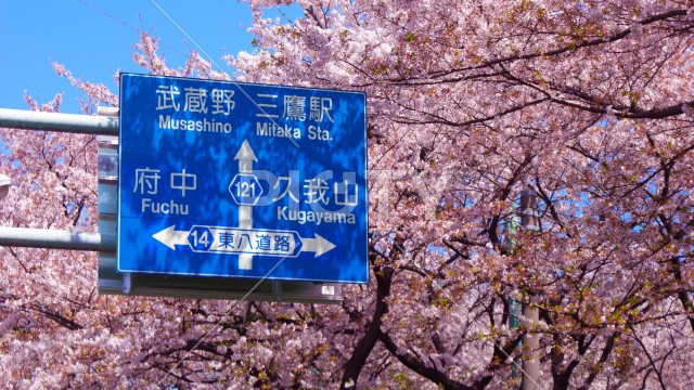 写真のタイトルが入ります