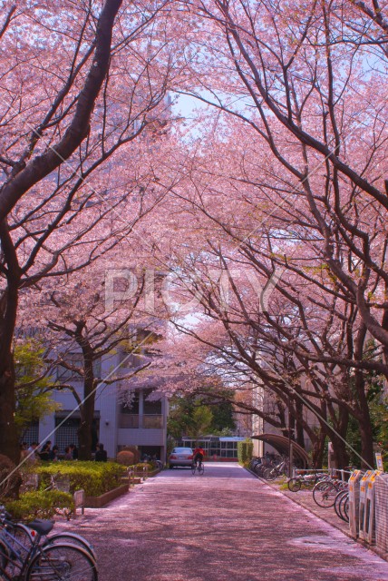 写真のタイトルが入ります