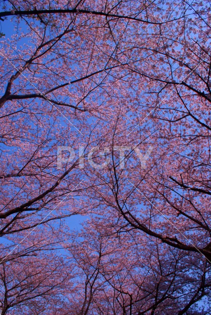写真のタイトルが入ります