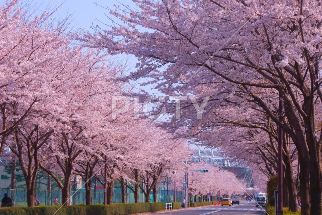 日本庭園の桜イメージ