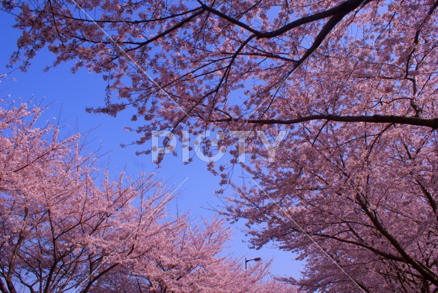 写真のタイトルが入ります