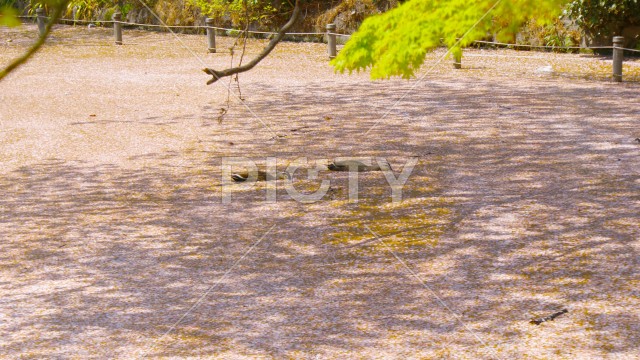 写真のタイトルが入ります