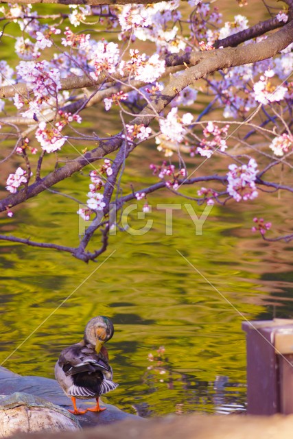 写真のタイトルが入ります