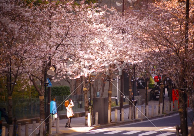 桜の写真を撮る女性