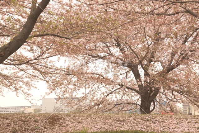 写真のタイトルが入ります