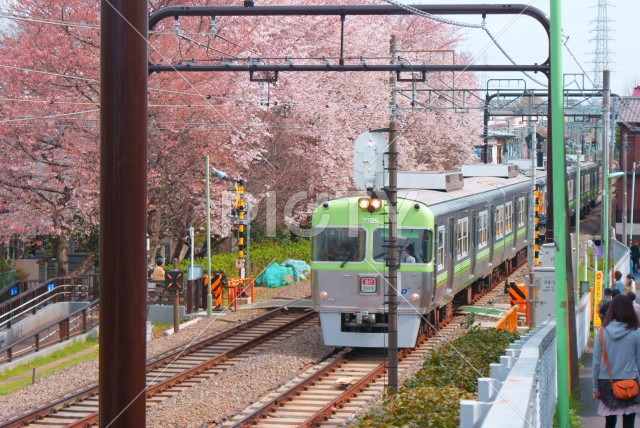 桜と京王井の頭線