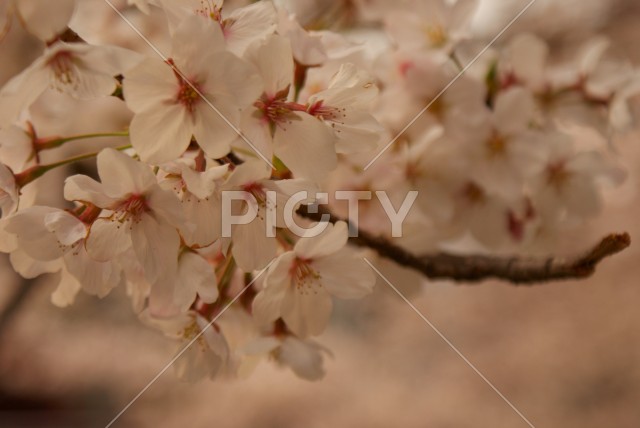 桜のイメージ