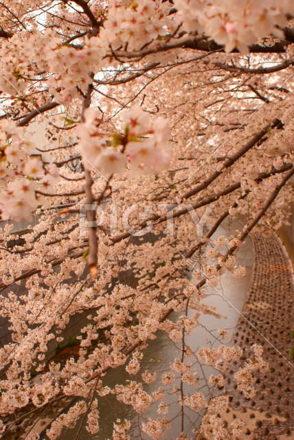 写真のタイトルが入ります