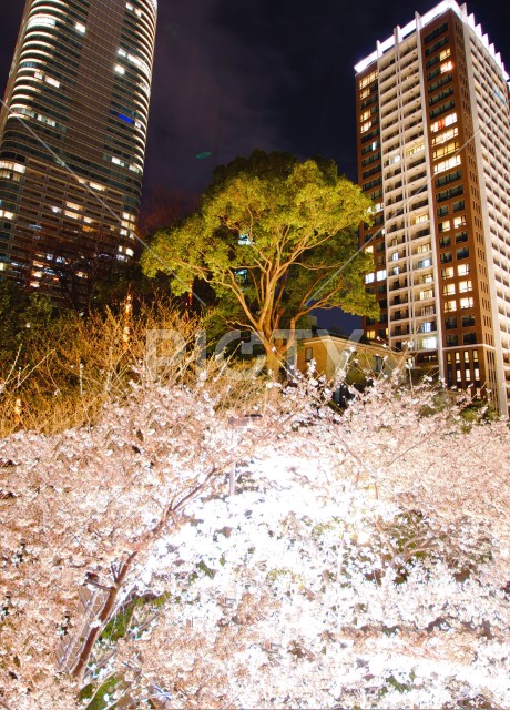 写真のタイトルが入ります