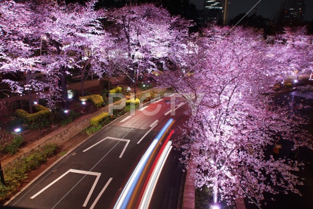 写真のタイトルが入ります