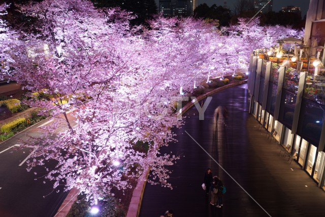 夜桜のイメージ