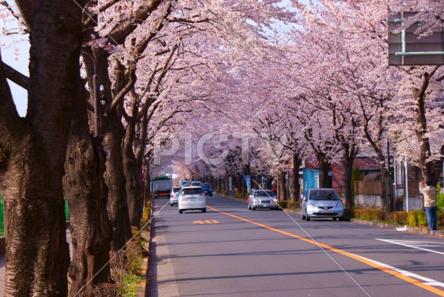 写真のタイトルが入ります