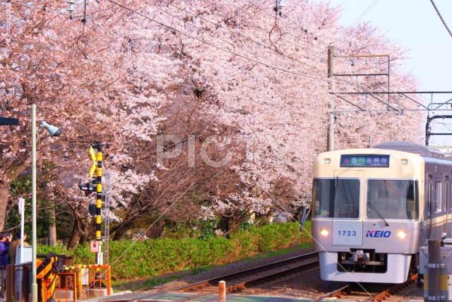 写真のタイトルが入ります