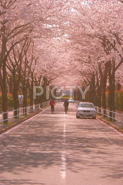 写真のタイトルが入ります
