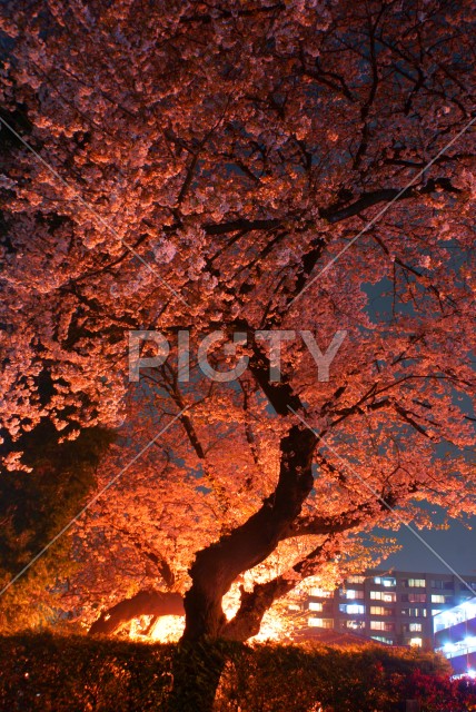 写真のタイトルが入ります