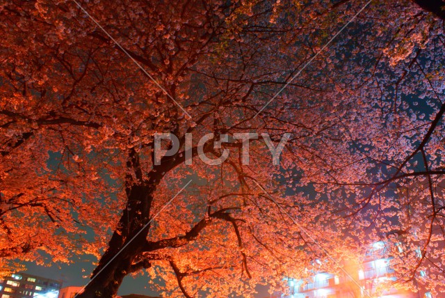 写真のタイトルが入ります
