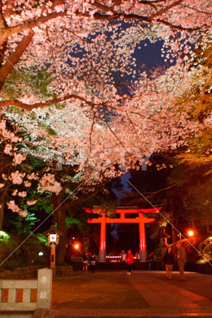 写真のタイトルが入ります