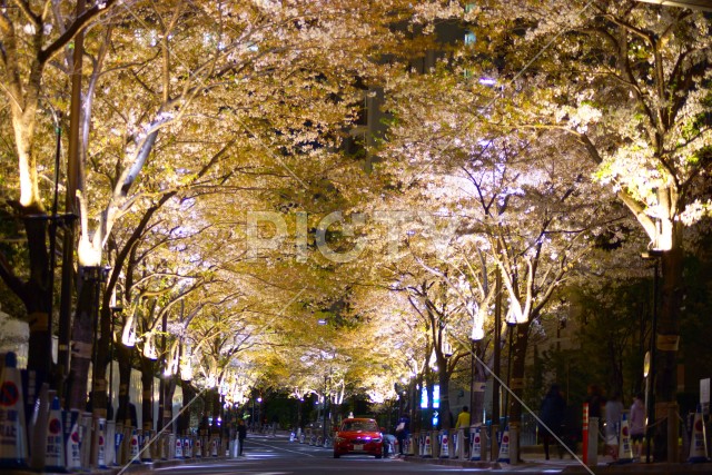 写真のタイトルが入ります