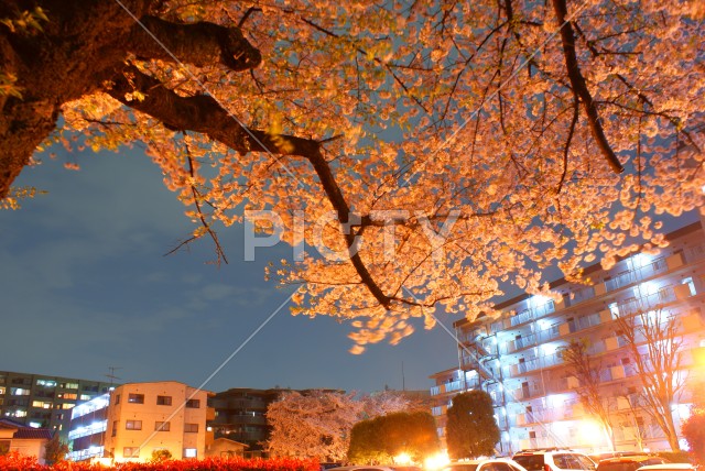 写真のタイトルが入ります