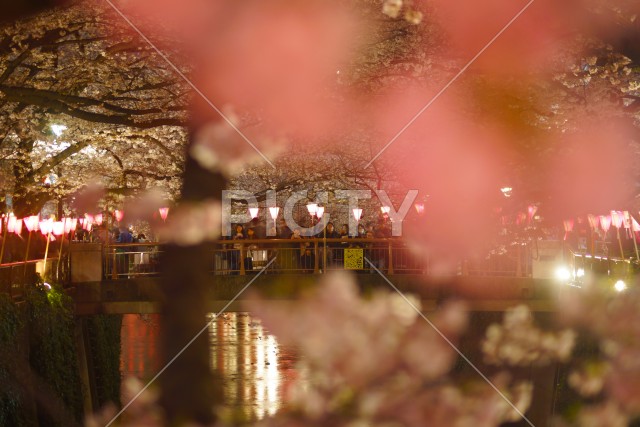 写真のタイトルが入ります