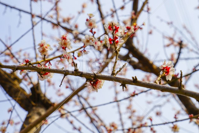 写真のタイトルが入ります