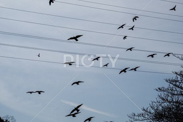 鳩の大群
